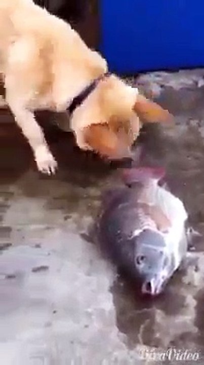 Best funny video