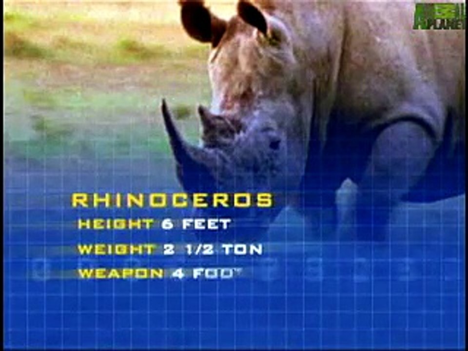 Animal Face-Off  Elephant vs. Rhino