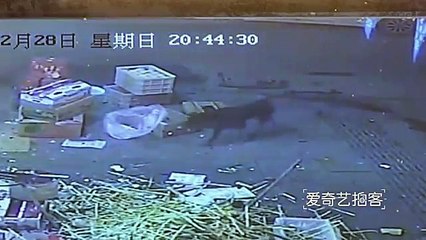 China  street dog attacks man  14 mordus par un chien errant, CCTV video