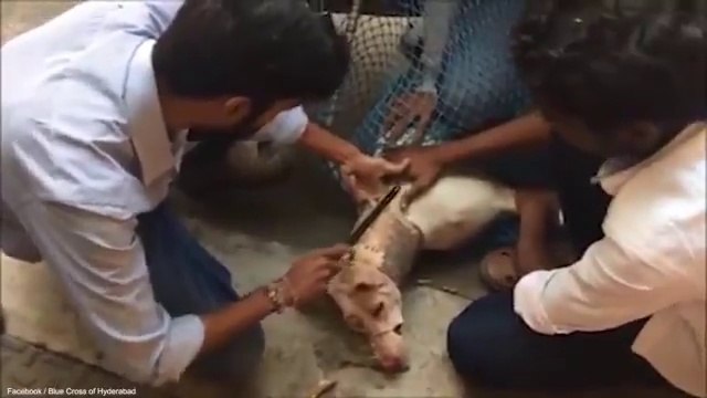 Sauvetage d'un chien coincé dans un tube en carton depuis des années !