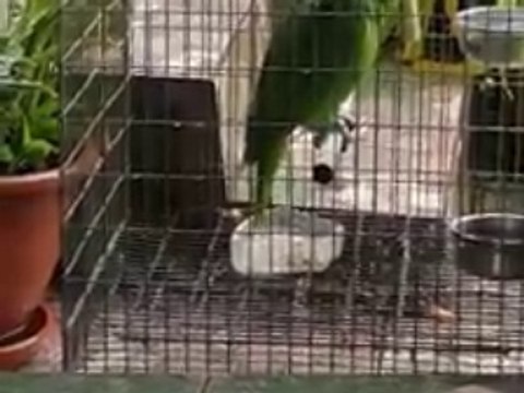 Ce perroquet chante Chandelier par Sia !!