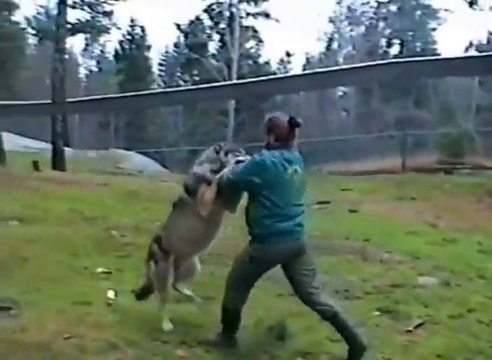 Montrer à des loups qui est le maître ? Un bon coup de pied