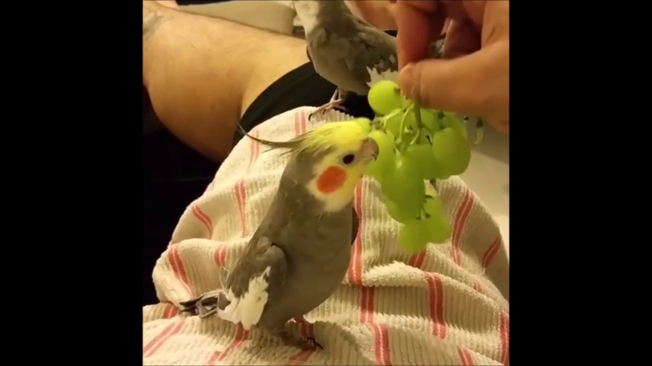 Ce perroquet chante "Elle descend de la montagne à cheval" - Adorable