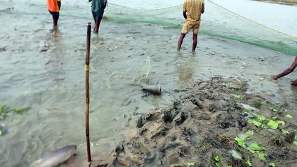 Net Fishing - Amazing Catch FIshes From River