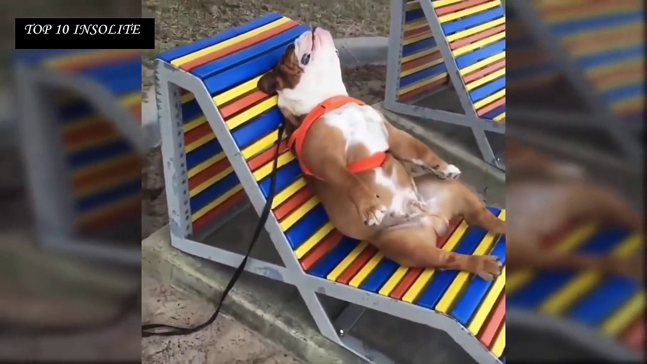 Top 10 ANIMAUX les plus DRÔLE au MONDE !!! INCROYABLE Wallah Tu va PLEURER de RIRE 