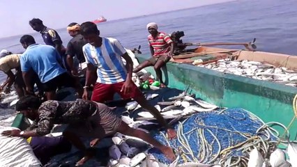 How To Catch Sea fishes ! Caught On Camera
