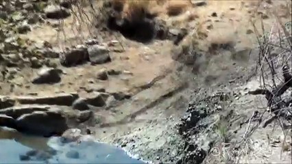 Animal Attack - Leopard Attacks Python