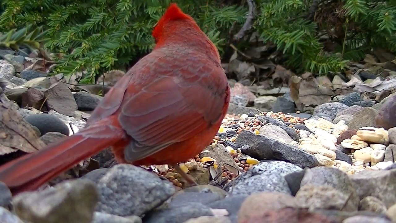 Movies for Cats to Watch Birds