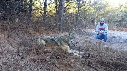 Il sauve un loup pris dans un piège