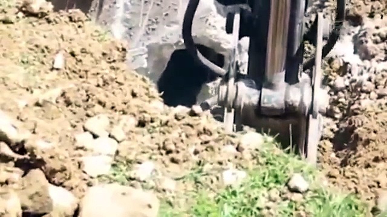 смотреть онлайн видео ТУРЕЦКИЕ СТРОИТЕЛИ НАПУГАЛИ МЕДВЕДЯ