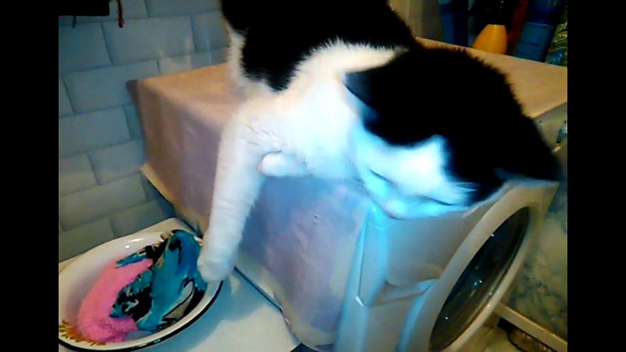 Funny Cats Compilation - Best Funny Cat Videos Ever #204