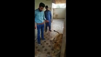 Un homme tente de caresser un lion à ses risques et périls