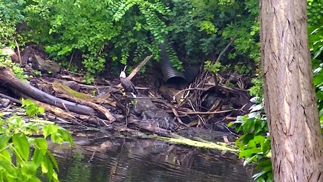 American Bald Eagle Eagles Hunting for Food watch in HD Full Screen