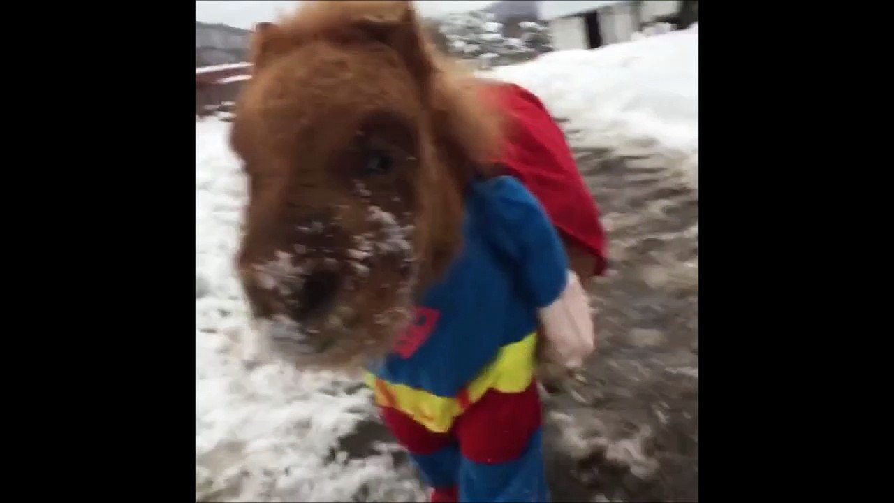 T'as déjà vu un cheval super héro?! Ahaha