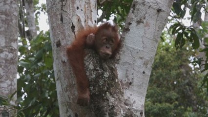 El aceite de palma, una amenaza para la vida silvestre del Sudeste Asiático