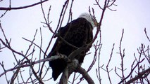 American Bald Eagle Eagles Resting on Tree watch in HD Full Screen