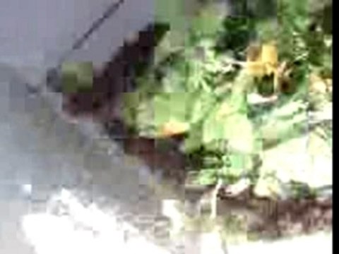 Chat squatteur dans mon jardin