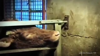 The secret lives of cows