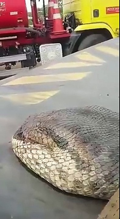 7 metre snake