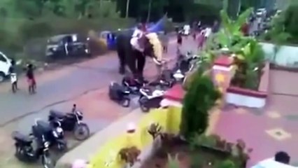 Самые эпичные битвы животных!