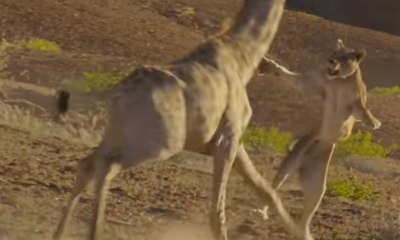 Une lionne contrée par une girafe en Namibie !