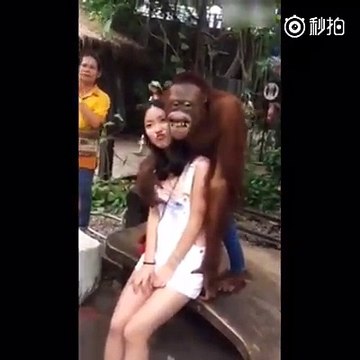 Coup de foudre : cet orang-outan est tombé sous le charme d’une fille qui voulait des photos avec lui