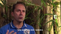 Une saison au zoo, Saison 6 - Plan d'urgence pour une girafe