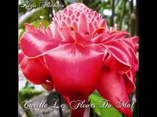 REGIS FLECHEAU Cueille les Fleurs du Mal