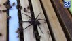 Une araignée se fait attaquer par des abeilles ! - Le rewind du mardi 29 novembre 2016.
