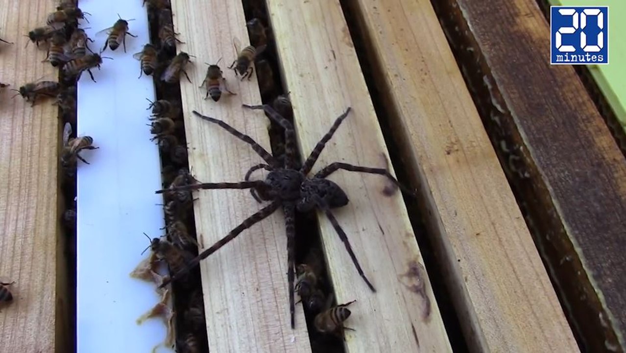 Une araignée se fait attaquer par des abeilles ! - Le rewind du mardi 29 novembre 2016.