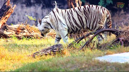 Animal World - White Tiger - English For Kids