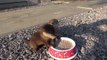 Baby otters having breakfast