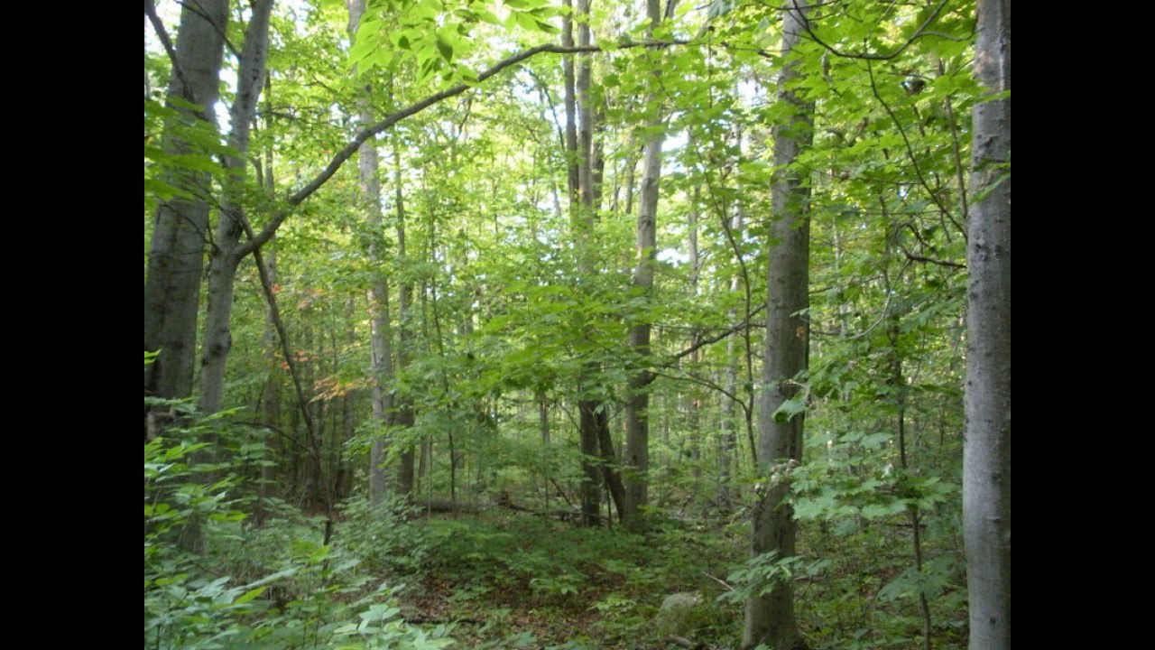 Belles Forêts