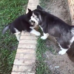 Deux chiots huskys s'aident à monter un muret