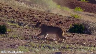 Une lionne essaie d'attaquer une girafe