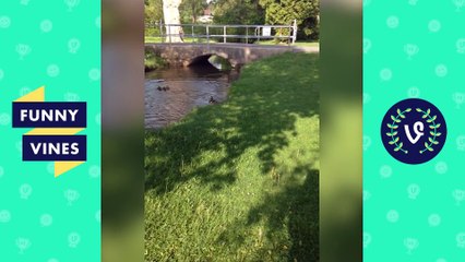 NEW *Try Not To Laugh Challenge* | Funny Animals Vines Compilation