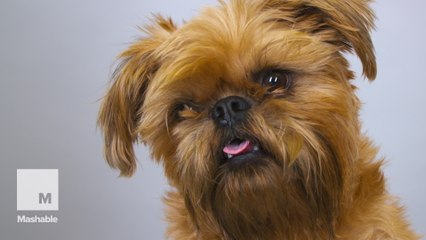 100 Years of Brussels Griffon Beauty
