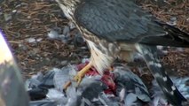 Un pigeon est mangé en pleine rue par un faucon !