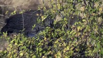 Guinea Fowl - Fun Facts