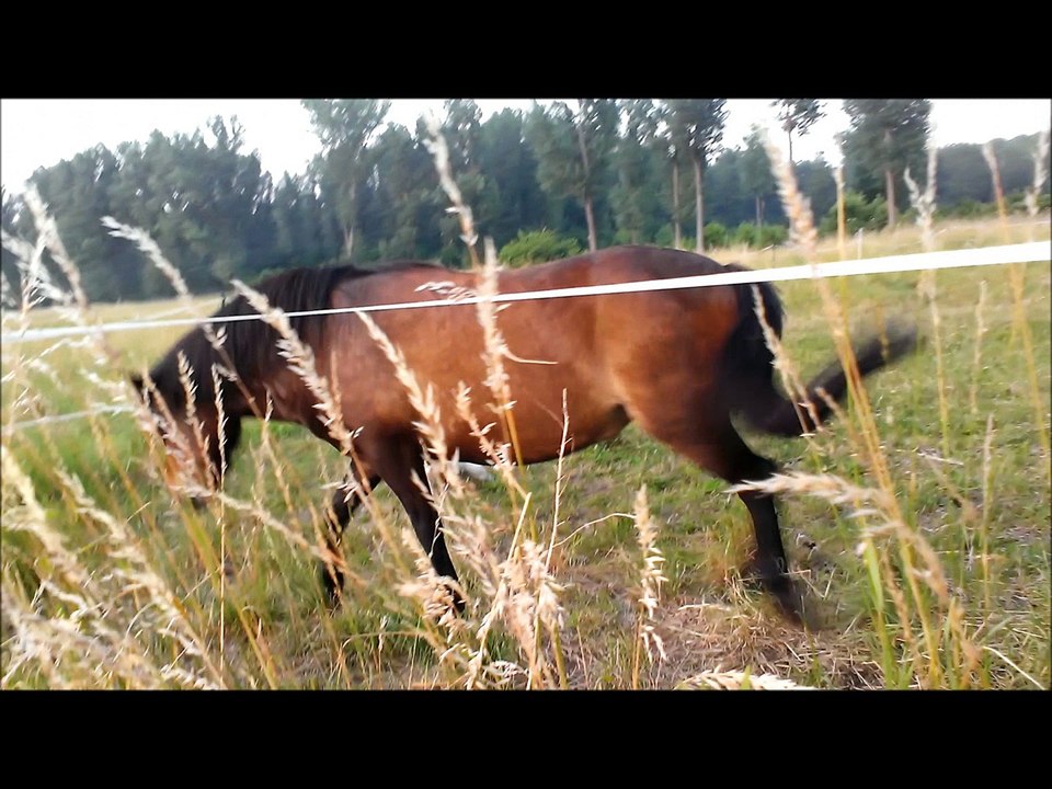 bellas-neue-pferdchen