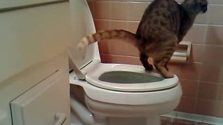 Cat Pooping In Toilet Funny Cat Videos Funny Animals YouTube