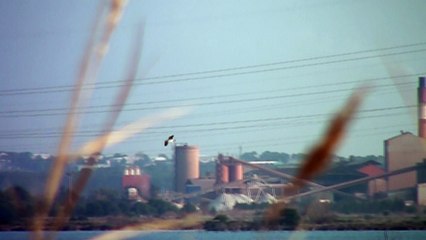 Une mouette au ralenti. Test slow motion.