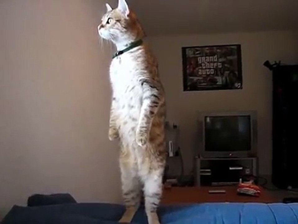 Standing Cat