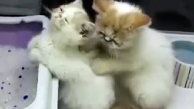 Deux chats se font des massages