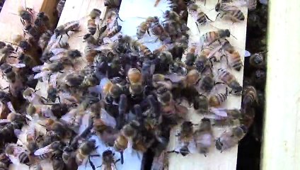 Une araignée s'attaque à une abeille. Elle va vite le regretter !