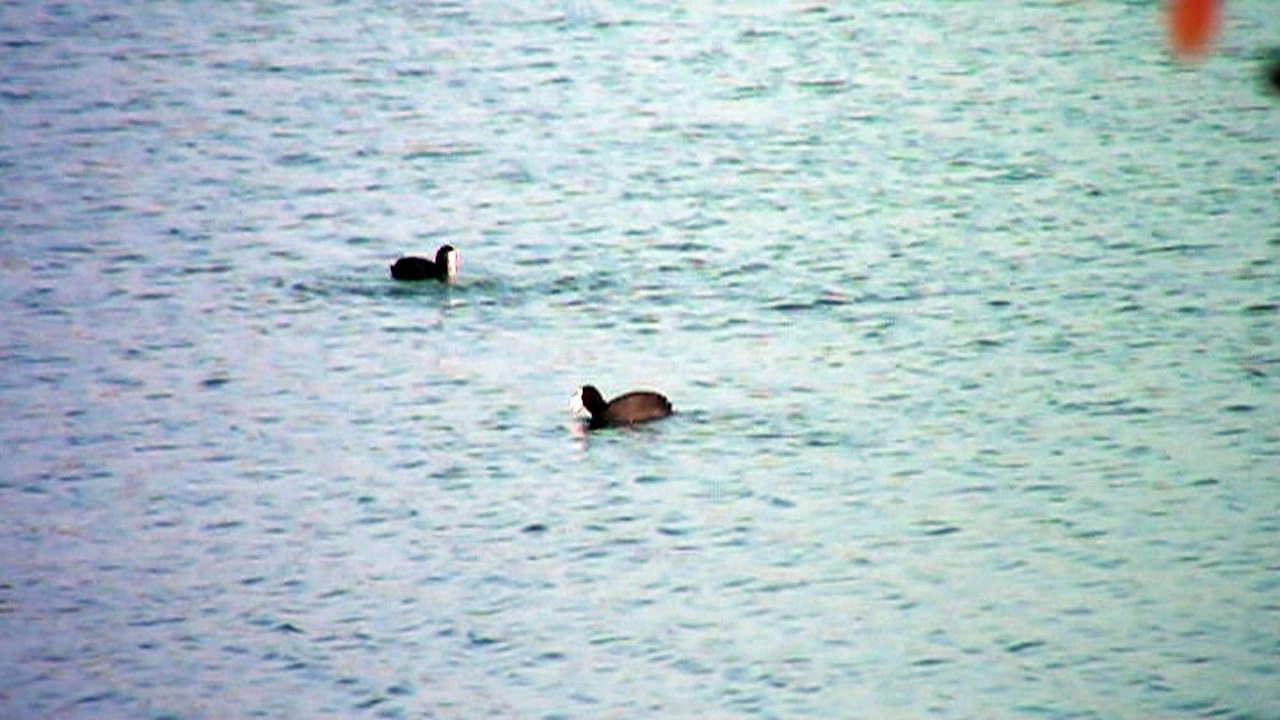 Une macreuse plonge au ralenti