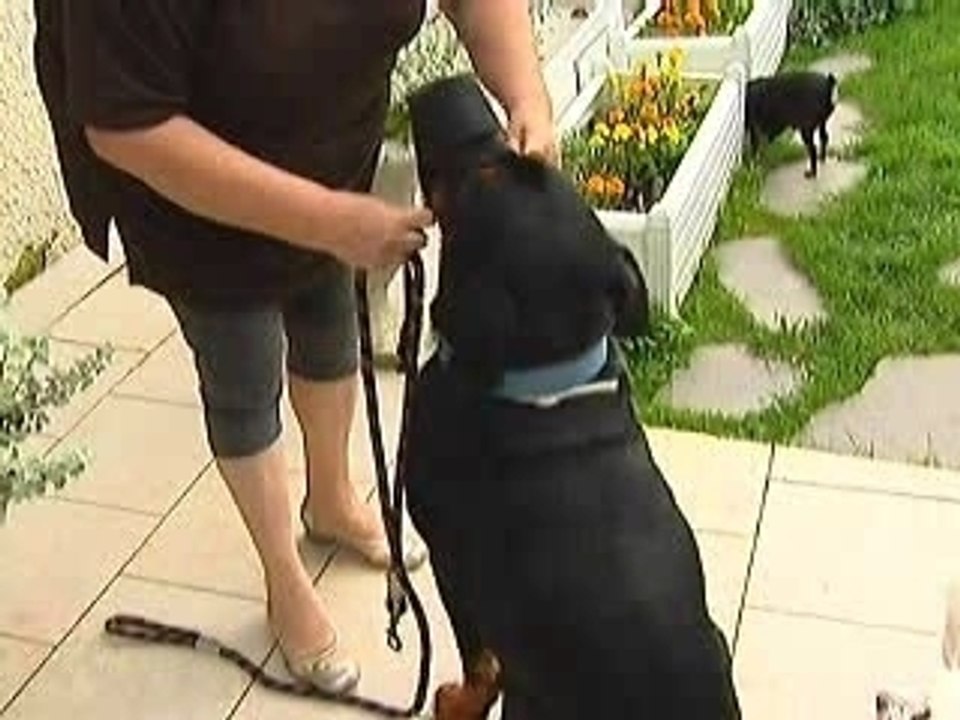 France 3 chiens dangereux Août 2007