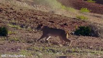 Une lionne essaie d’arrêter une girafe