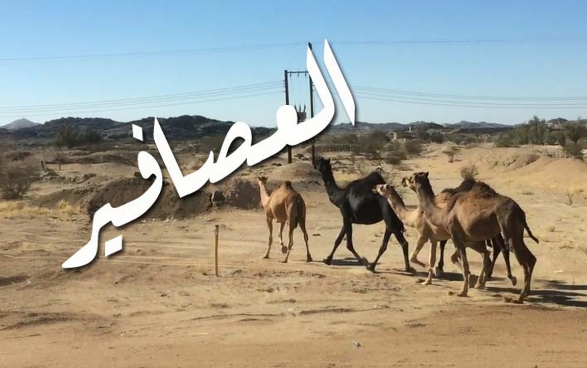 النوق العصافير