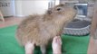 Relaxed Capybara Enjoys an Unusual Foot Massage